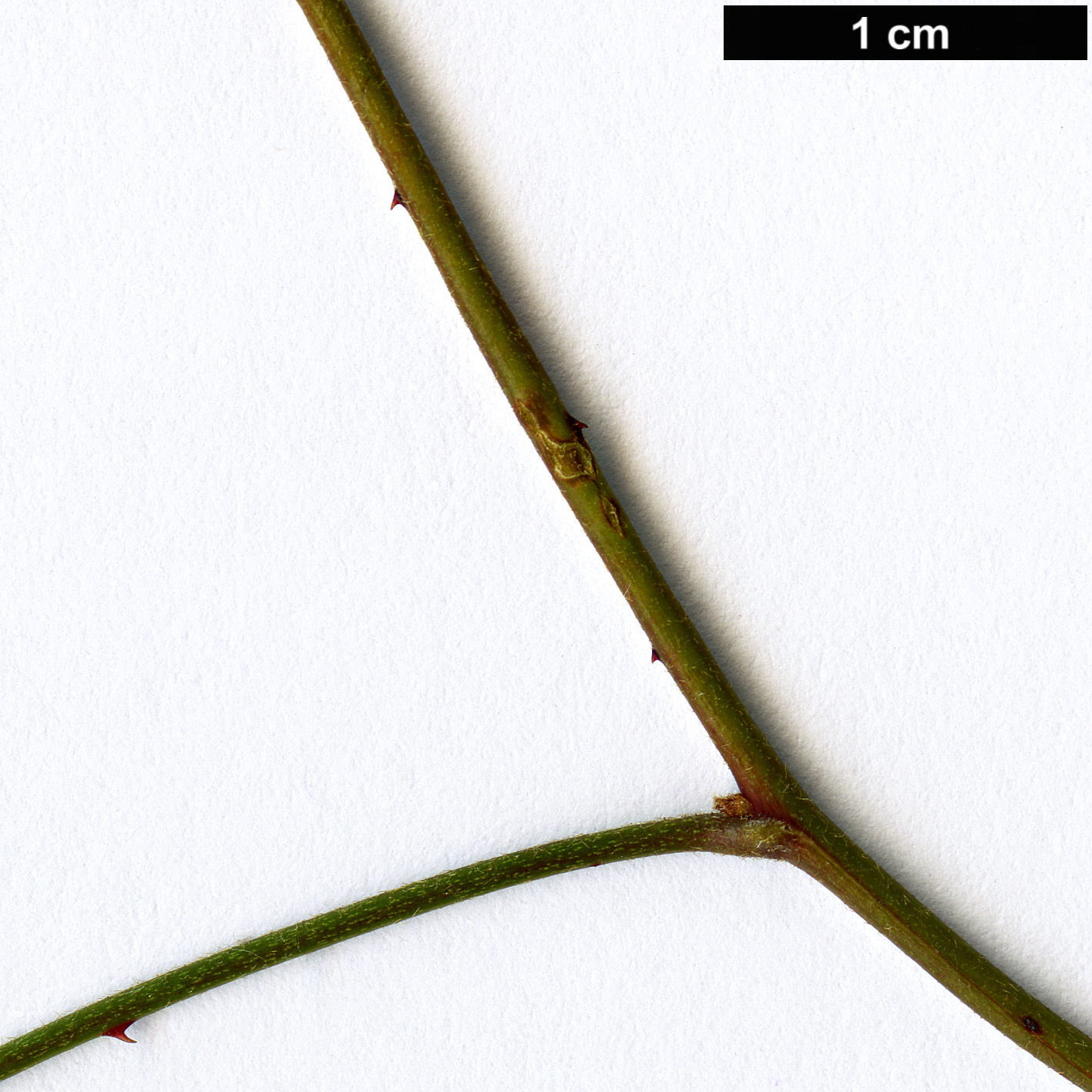 High resolution image: Family: Rosaceae - Genus: Rubus - Taxon: schmidelioides - SpeciesSub: var. pauperatus